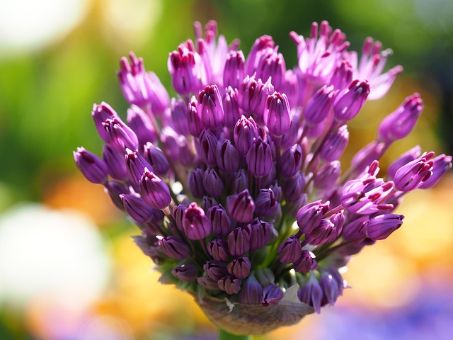 Free Flower Splendid Colors photo and picture