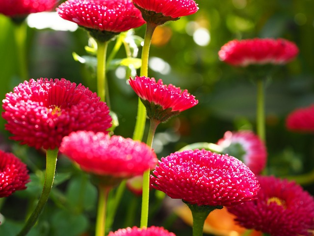 Free Red Flower Meadow photo and picture