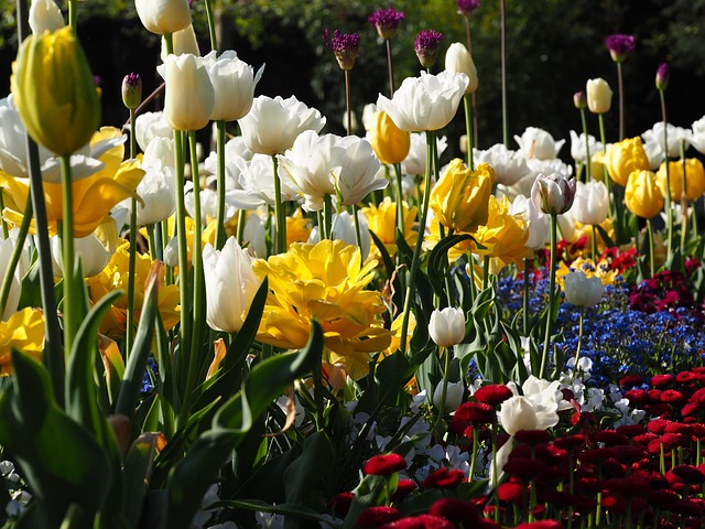 Free Flower Meadow Beauty photo and picture
