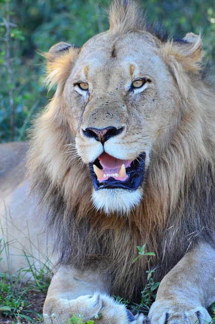 Löwe, Safari, Raubtier, Tierwelt