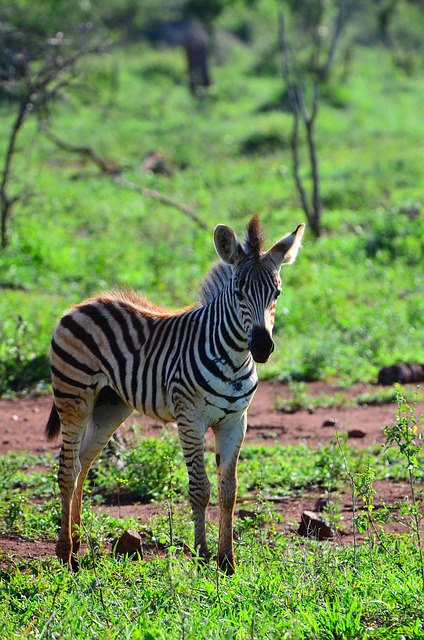 Zebra, Afrika, Tier, Streifen, Wild
