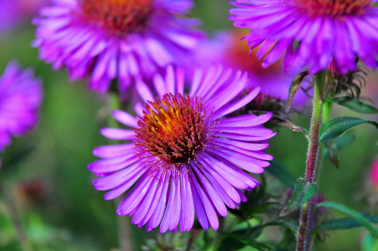 blossom-bloom-purple-free-photo-on-pixabay