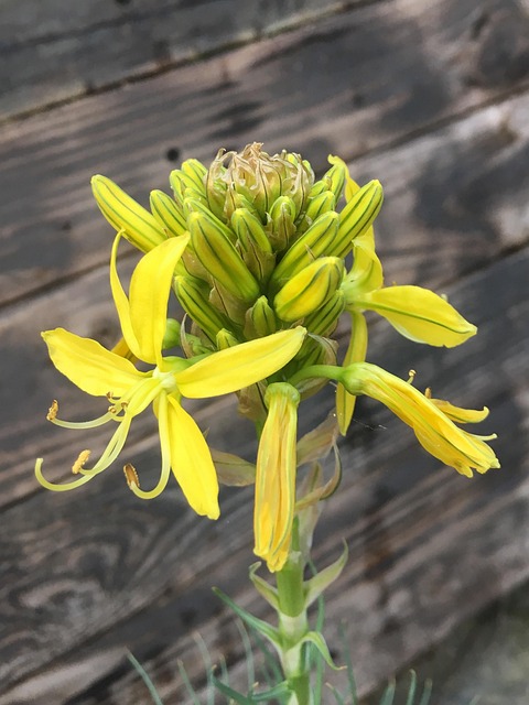 Free Flower Yellow photo and picture
