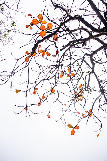 Free Red Leaf Season Spring photo and picture