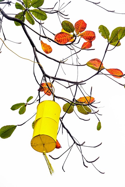 Free Red Leaf Season In Spring Vietnam photo and picture