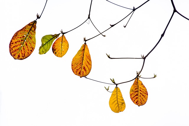 Free Red Leaf Season In Spring Vietnam photo and picture
