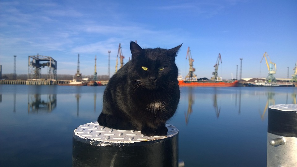 katze wasser