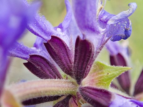 Free Flower Wildflower photo and picture