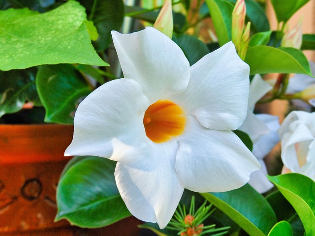 Blume, Weiß, Kletterpflanze, Schönheit