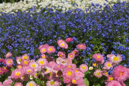 Tusindfryd, Blomster, Blomstre, Lyserød