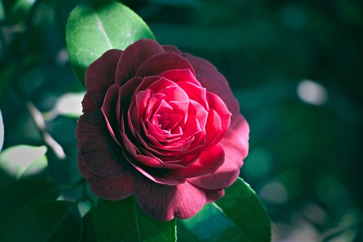 Rose, Rød, Rosenblomst, Blomst, Plante