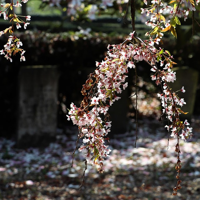 Free Cemetery Grave photo and picture