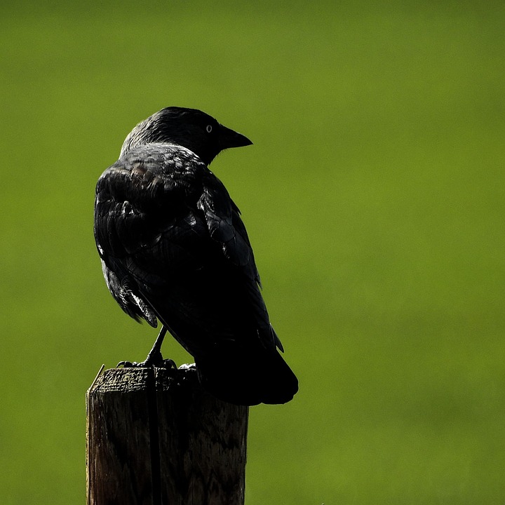 Burung Gagak Hitam Foto Gratis Di Pixabay