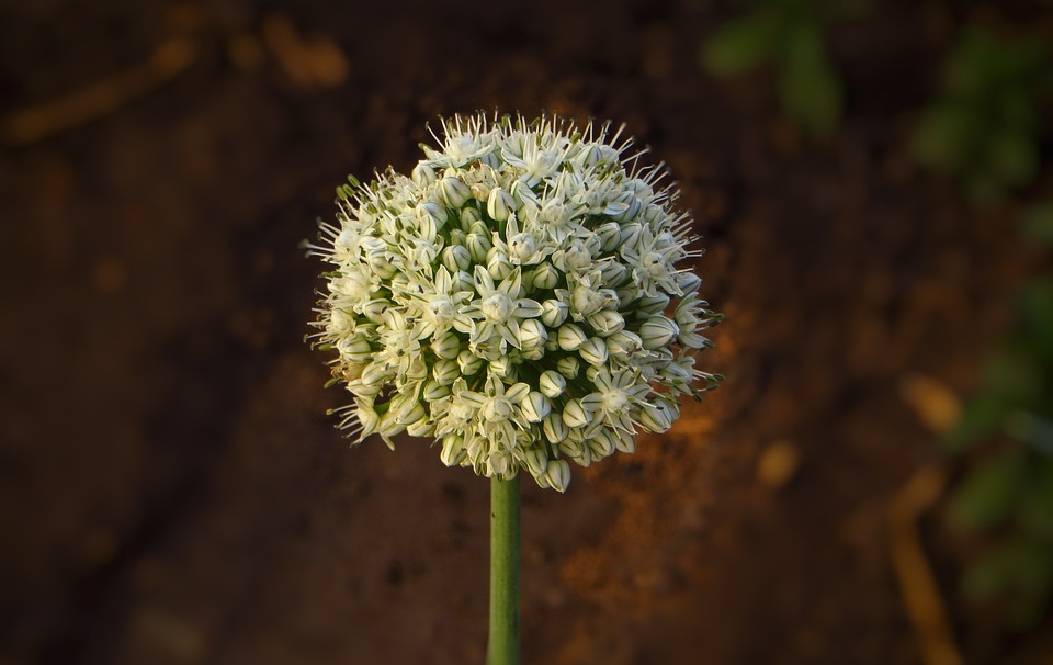 植物 玉ねぎ タマネギの花 Pixabayの無料写真