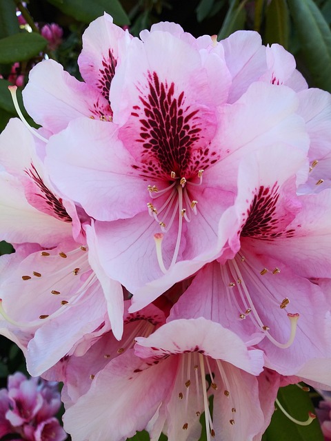 flores, beautiful flowers, spring equinox, flower, spring, garden, equinox, bloom, flower background, flora, flower wallpaper, nature