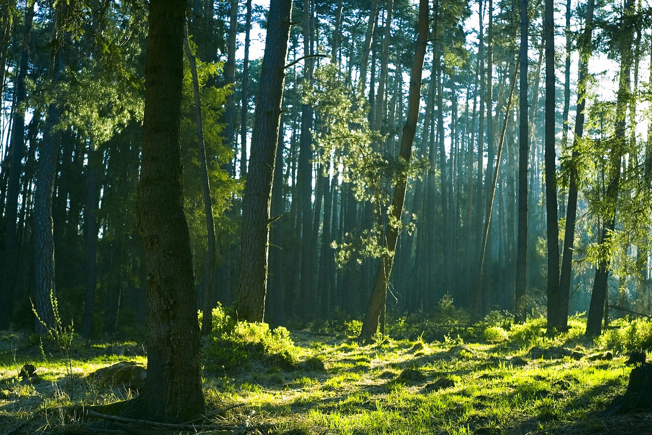 Forest - free online jigsaw puzzle photo