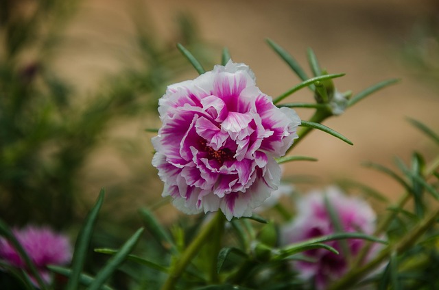 Blume, Sunny, Close-Up, Gärten