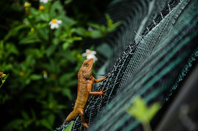 Lizard, Garten, Tier, Natur, Vietnam