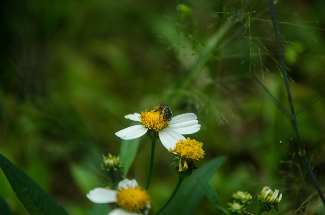 Blume, Biene, Blumentapete, Tier