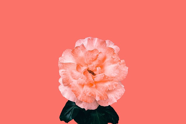 Blumen, Rose, Natur, Blüte, Rosa, Liebe