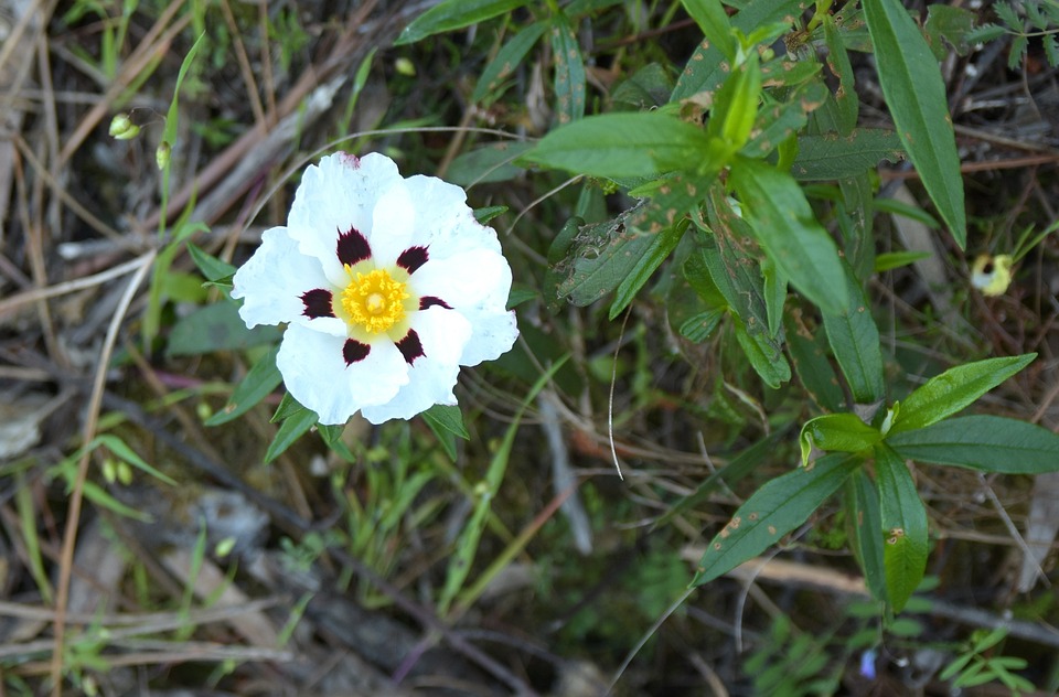 茶sasanqua 山茶花白 Pixabay上的免费照片