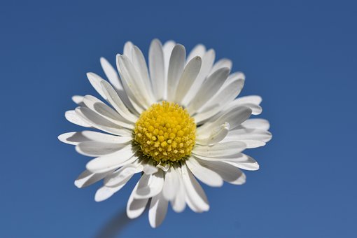 Free Daisy Flower photo and picture