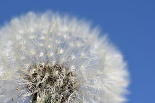 Free Dandelion Clock photo and picture