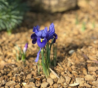 Free Blue Flower photo and picture