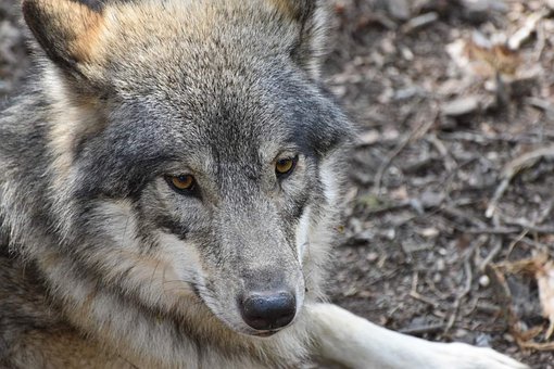 Free Wolf Wolves photo and picture