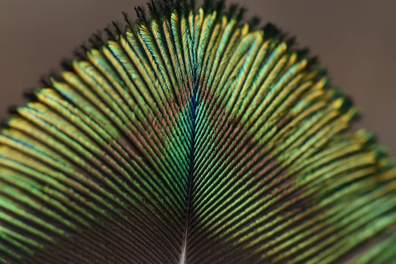 Feather - free online jigsaw puzzle photo