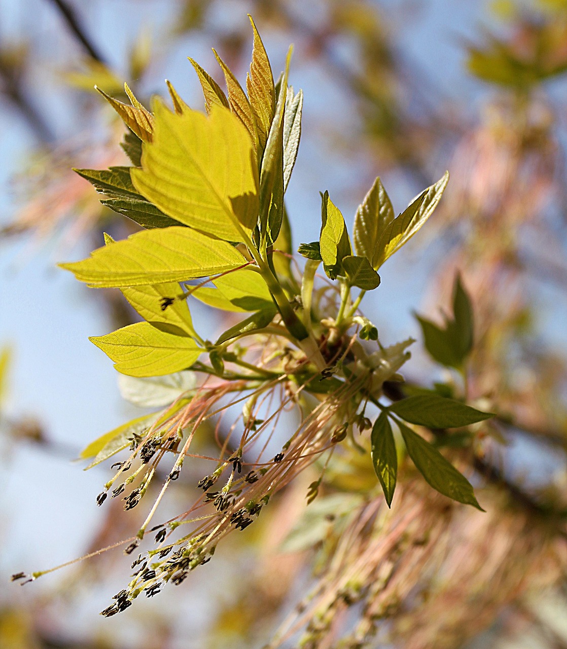 Spring Bourgeon Le Printemps Rein Bourgeon Boucles - Photo gratuite sur Pixabay - Pixabay