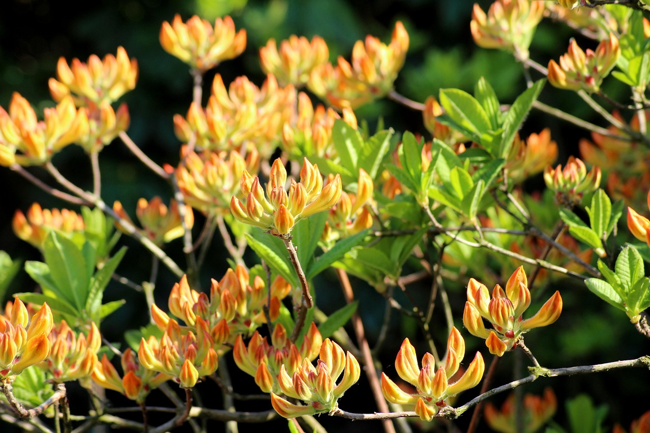 Azaleas The Buds Bloom Free photo on Pixabay Pixabay