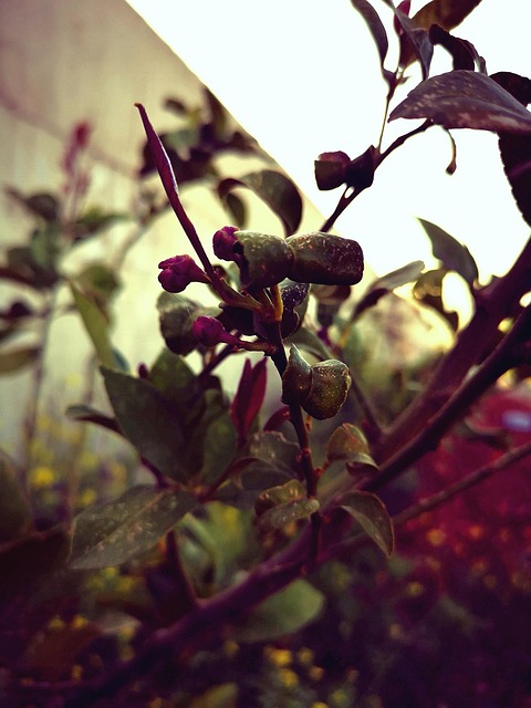 Free Tree Nature photo and picture