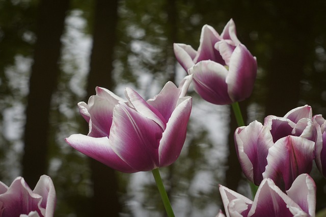 Bloemen, Natuur, Mooie Bloemen