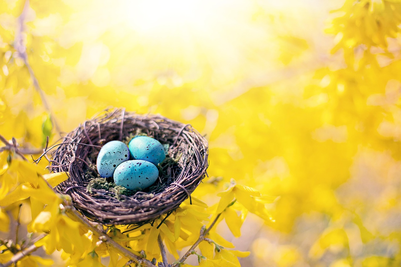 Spring Bird’S Nest Eggs Robin - Free photo on Pixabay - Pixabay