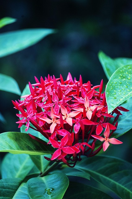 Rojo, Hermosas Flores, Tropical, Flores