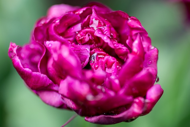 Free Flower Red photo and picture