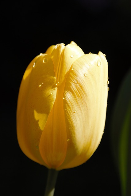 Free Tulip Flower Wallpaper photo and picture