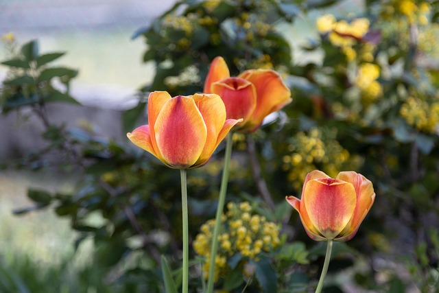 Free Flower Tulips photo and picture