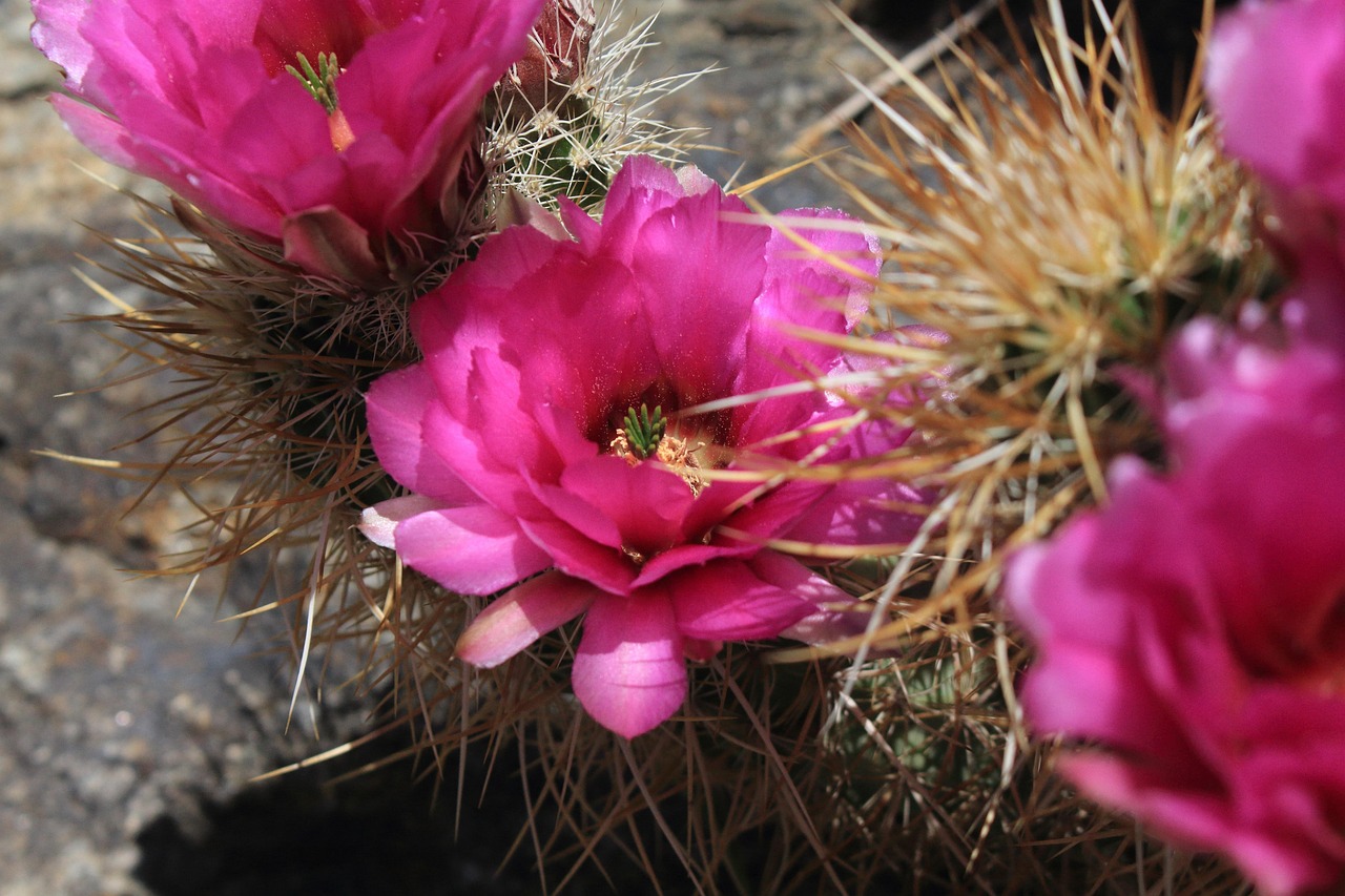 Hedgehog Bloomers