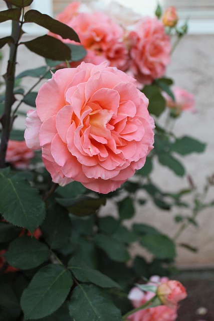 Rose, Rosa, Feder, Natur, Blumen, Blüte