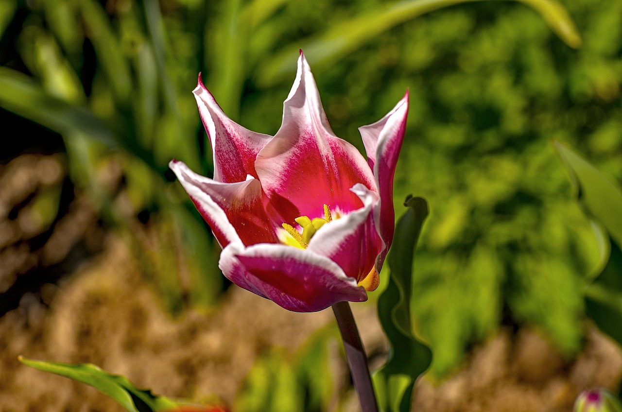 Bunga Tulp Beraneka Warna Kebun - Foto gratis di Pixabay - Pixabay
