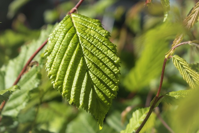 Free Beech Beech Hedge photo and picture
