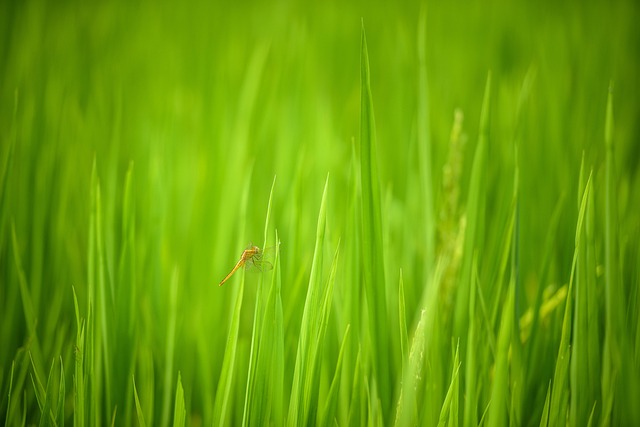 Free Dragonfly Rice Field In Vietnam photo and picture