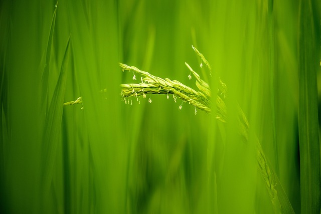 Free Rice Flowers Hd Wallpaper photo and picture