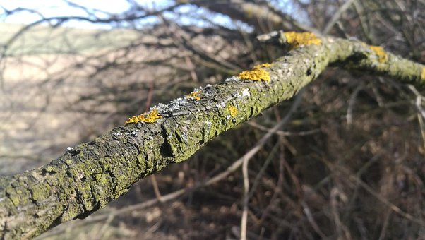 Free Tree Branch Moss photo and picture