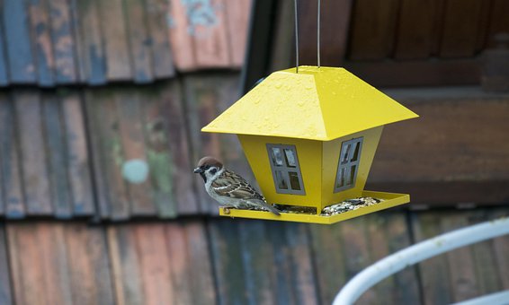 Free Bird Nature photo and picture