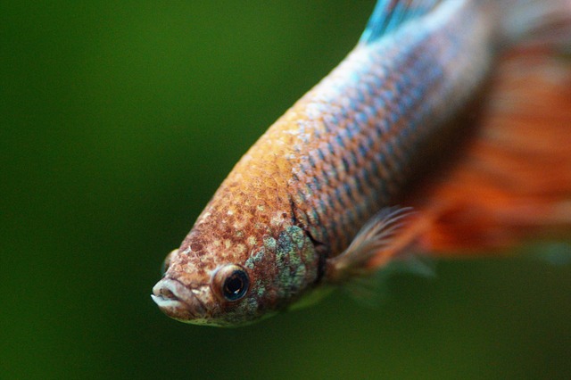 Betta, Πολεμιστής, Φύση, Beta, Ενυδρείο