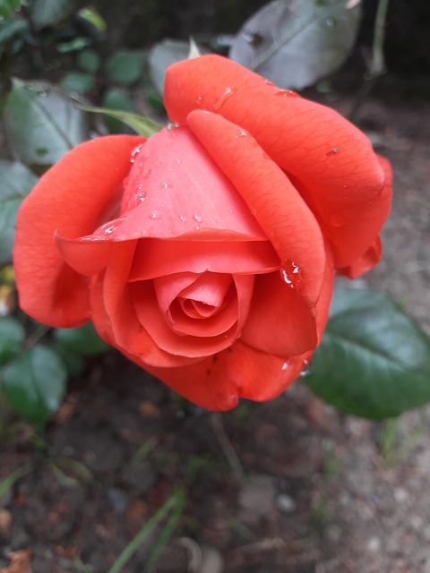 Free Pink Buds photo and picture