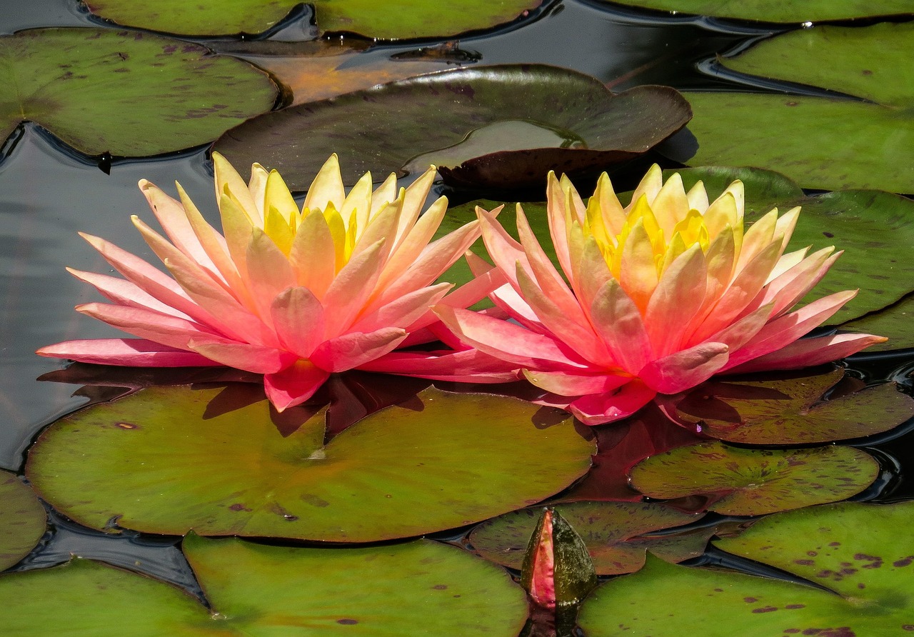 Natur Wasser Blume